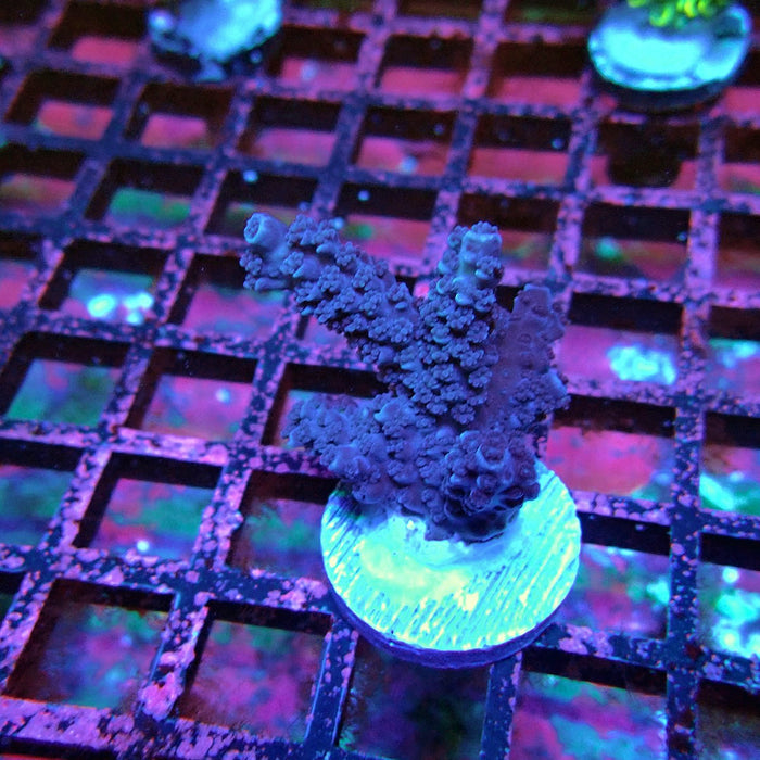 Acro Frag Black Aquaculture