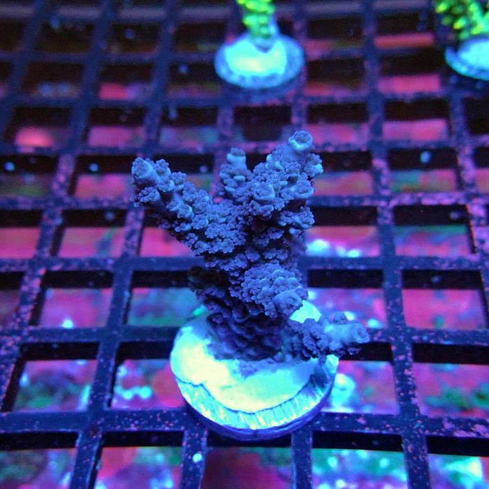 Acro Frag Black Aquaculture