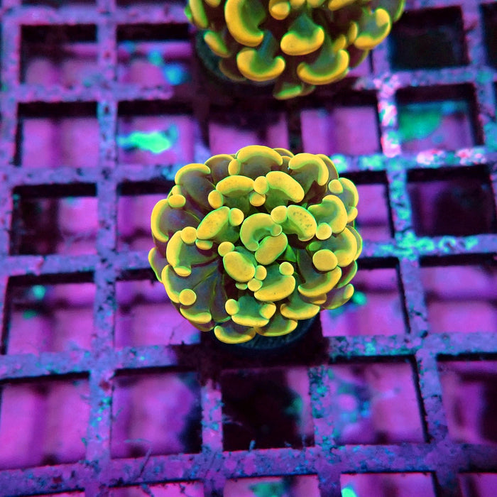 Orange Branch Hammer Euphyllia