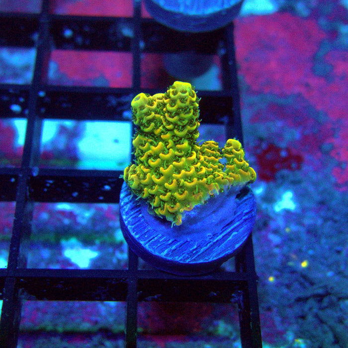 Sunset Millepora
