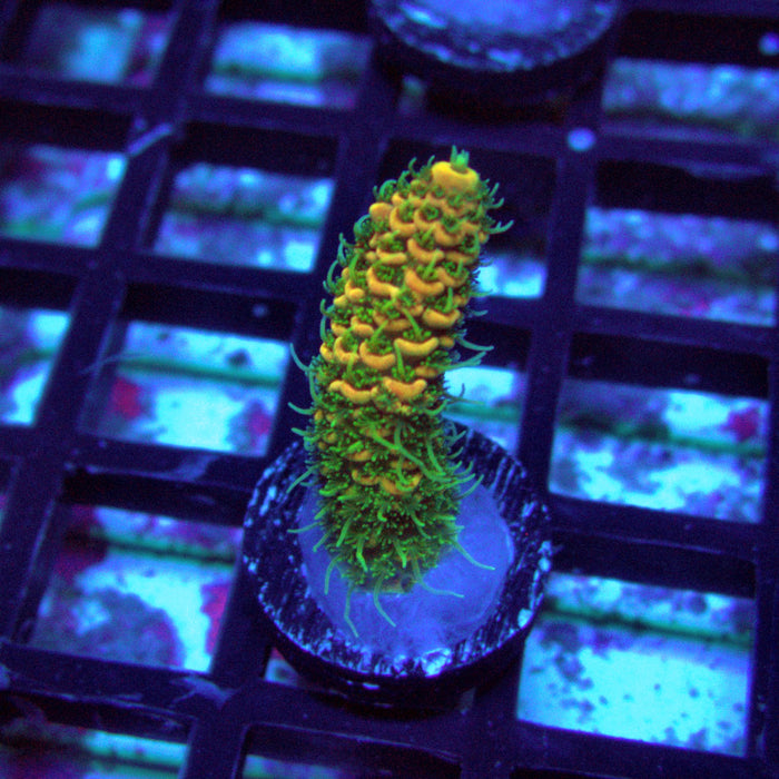 Sunset Millepora