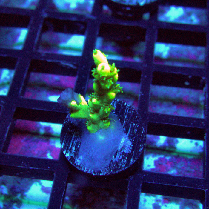 Speciosa Neon Green Acro