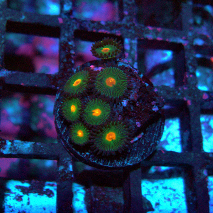 Zoas Frag