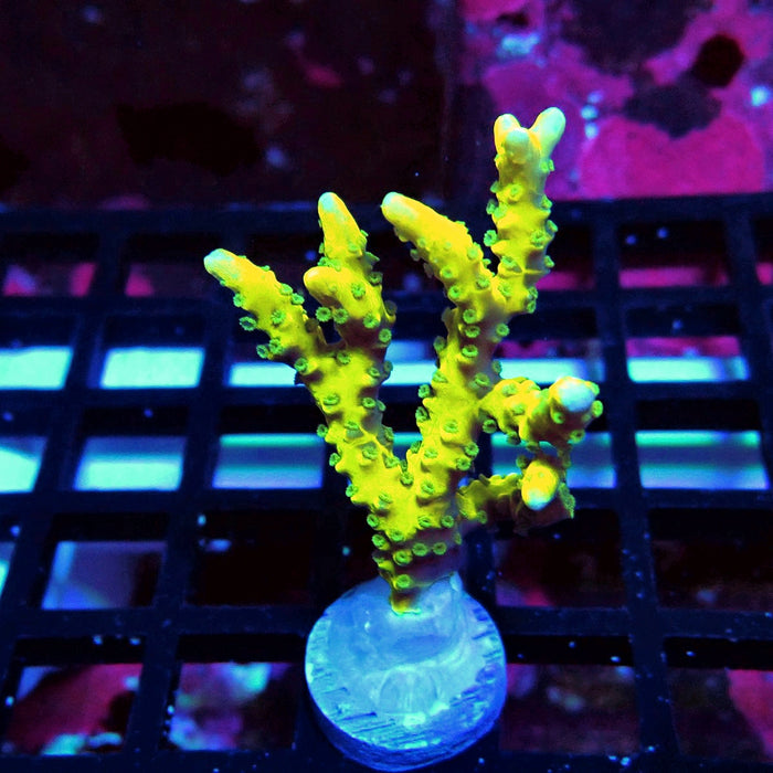 Anacropora Mustard