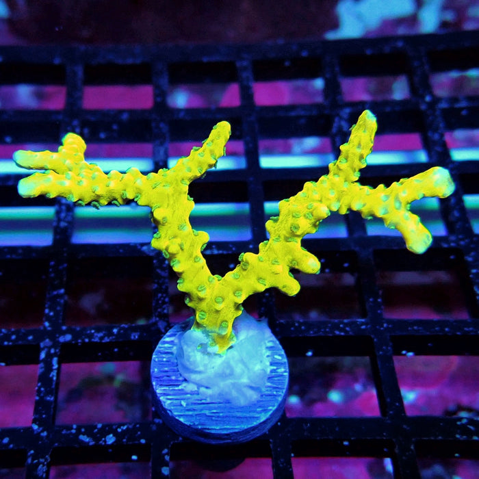 Anacropora Mustard