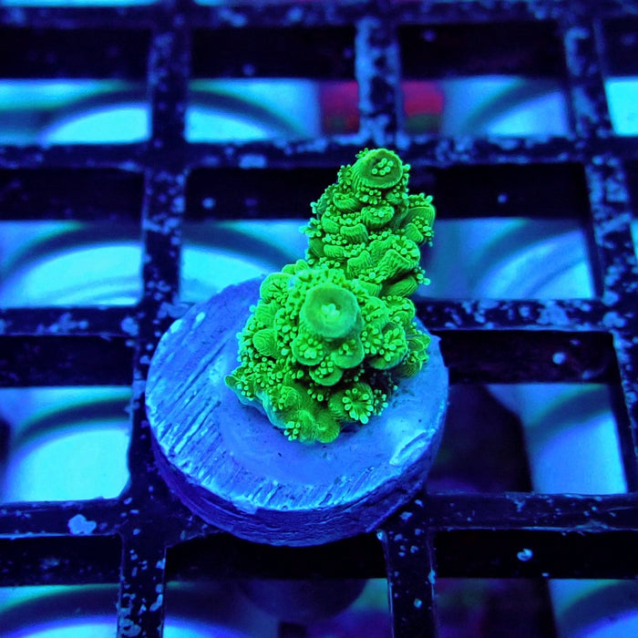 Green Florida Acro