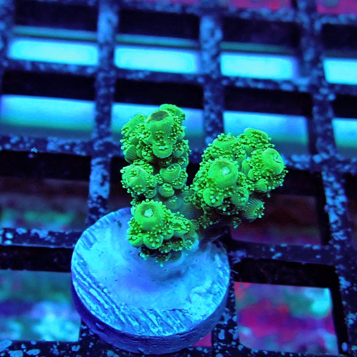 Green Florida Acro