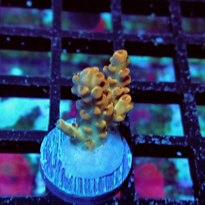 Orange Microclados Acro