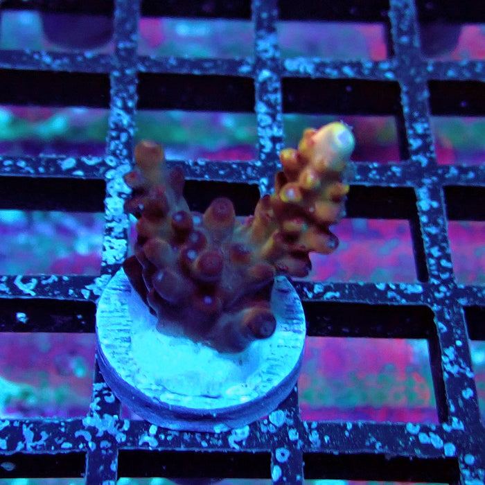 Pink-Purple Phoenix Acro