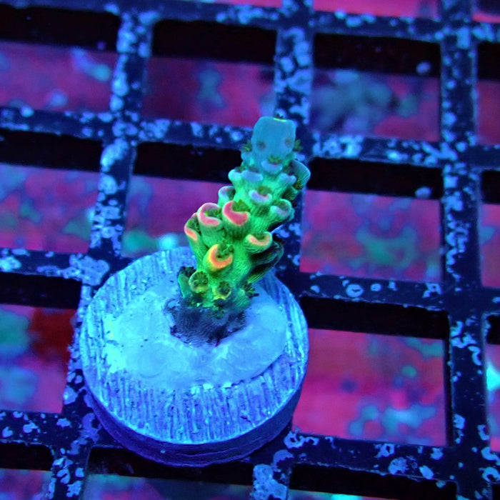 Green Blue Pink Scale Tenuis Acro