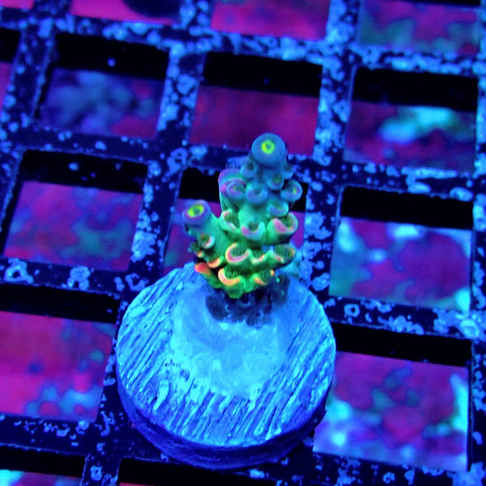 Green Blue Pink Scale Tenuis Acro