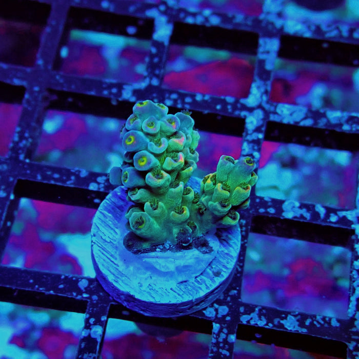 Green Blue Pink Scale Tenuis Acro