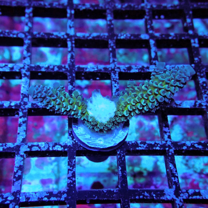 Blue-Green Tenuis Acro