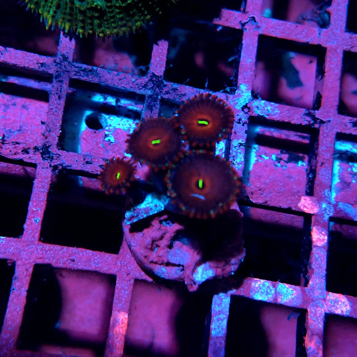 Ultra Zoas Frag