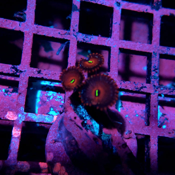 Ultra Zoas Frag