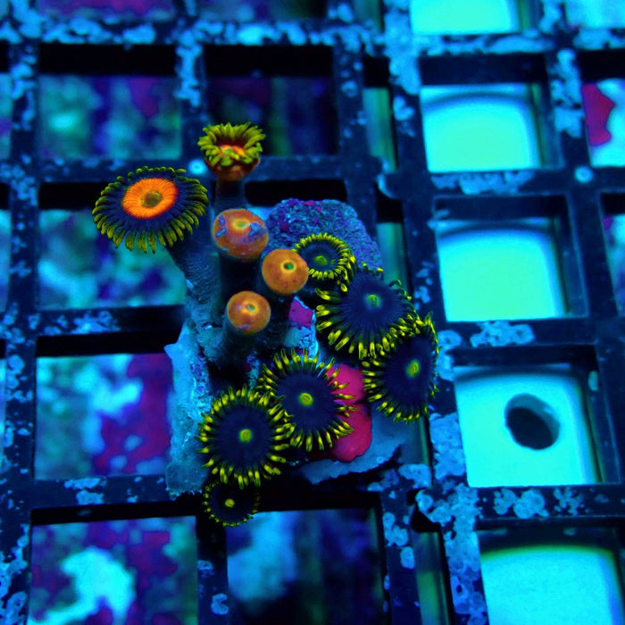 Ultra Zoas Frag