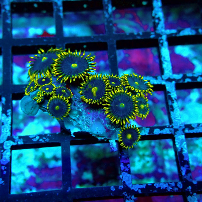 Ultra Zoas Frag