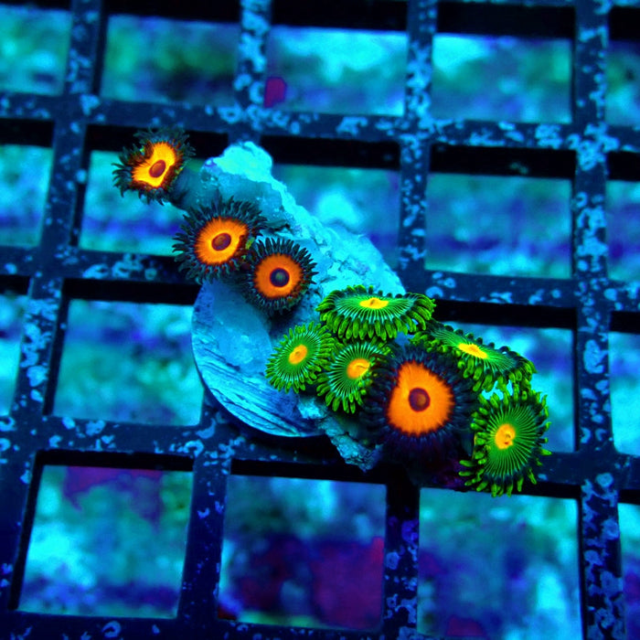 Ultra Zoas Frag