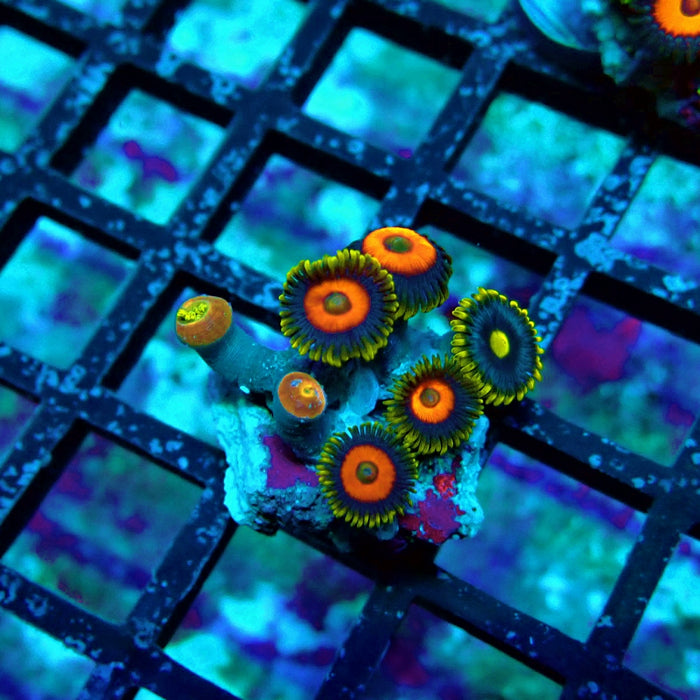 Ultra Zoas Frag