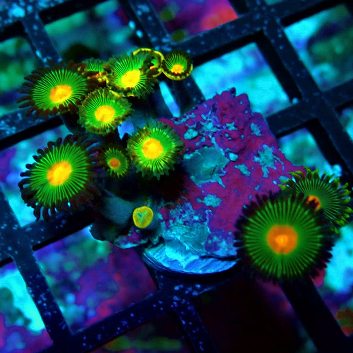 Ultra Zoas Frag
