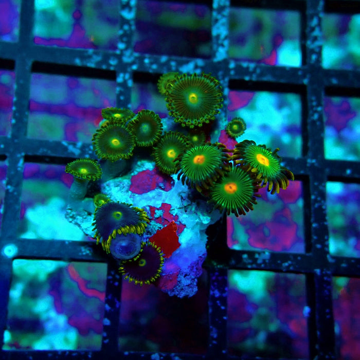 Ultra Zoas Frag