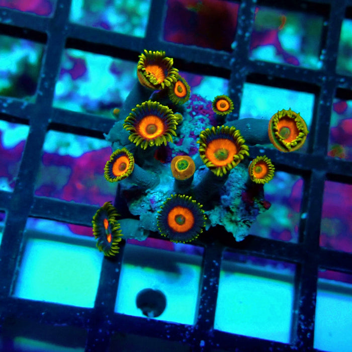 Ultra Zoas Frag