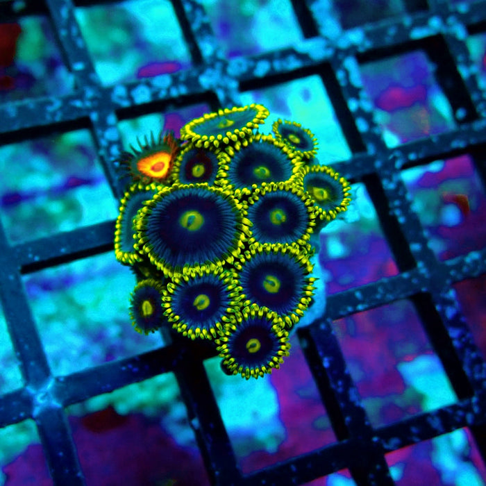 Ultra Zoas Frag