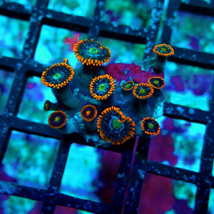 Ultra Zoas Frag