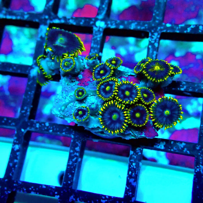 Ultra Zoas Frag