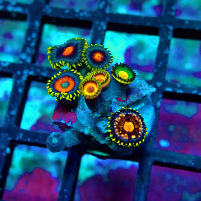 Ultra Zoas Frag