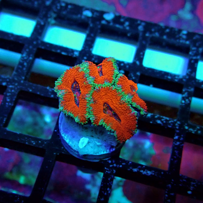 Acan Lord Coral Frag (15)