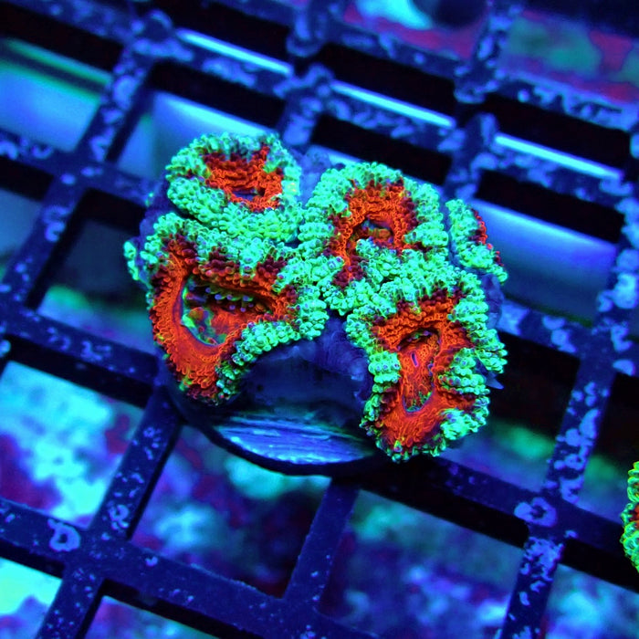 Acan Lord Coral Frag (1)
