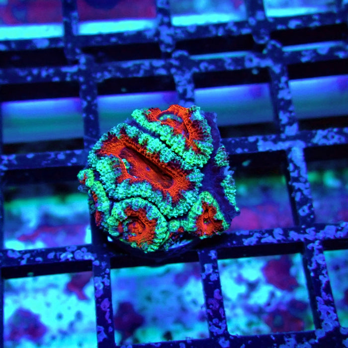 Acan Lord Coral Frag (1)