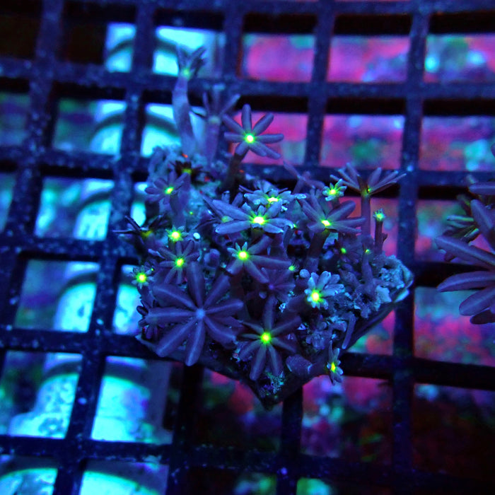 Clove Polyps Coral