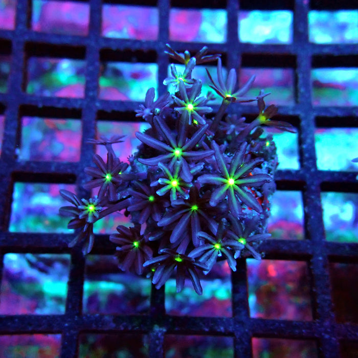 Clove Polyps Coral
