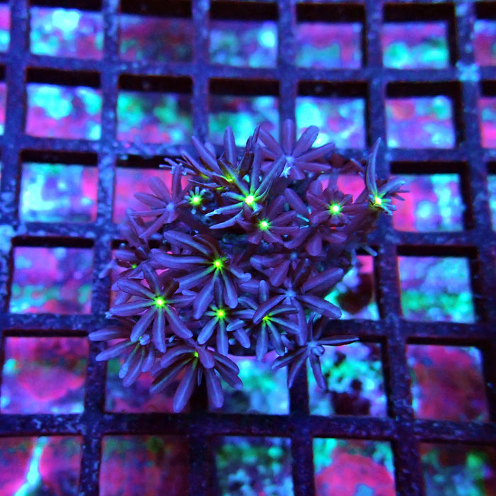 Clove Polyps Coral