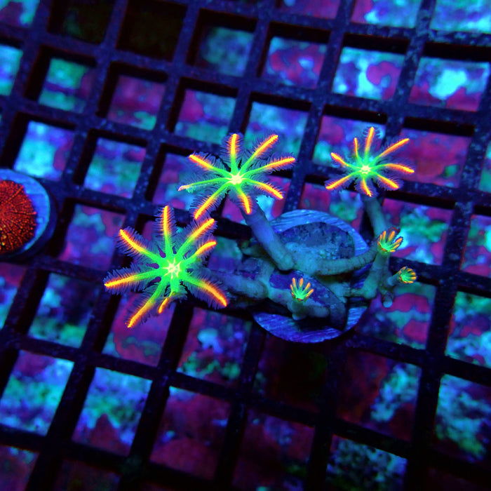 Clove Polyps Rainbow Premium