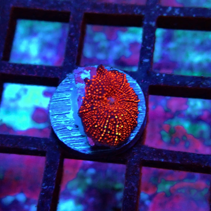 Red Gold Rhodactis