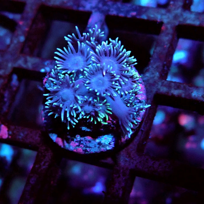 Goniopora Blue Frag
