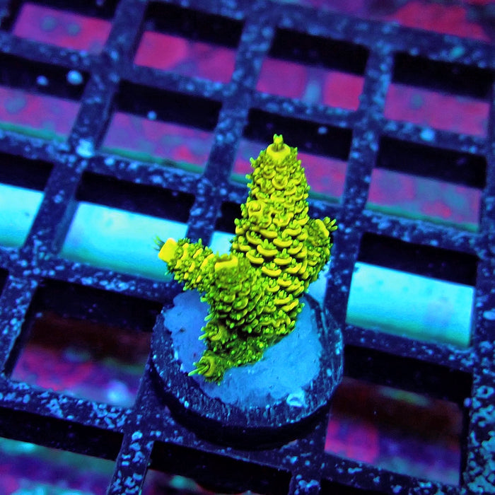 Sunset Millepora Acro