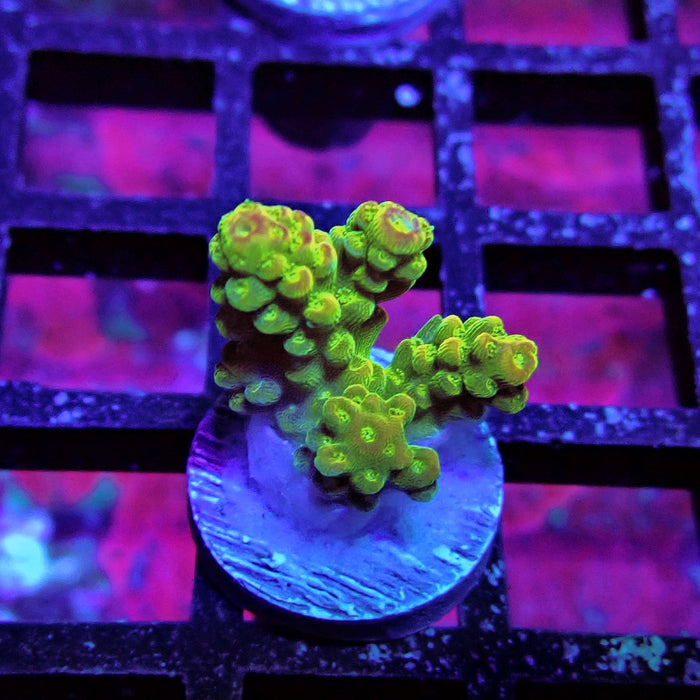 Orange Florida Acro