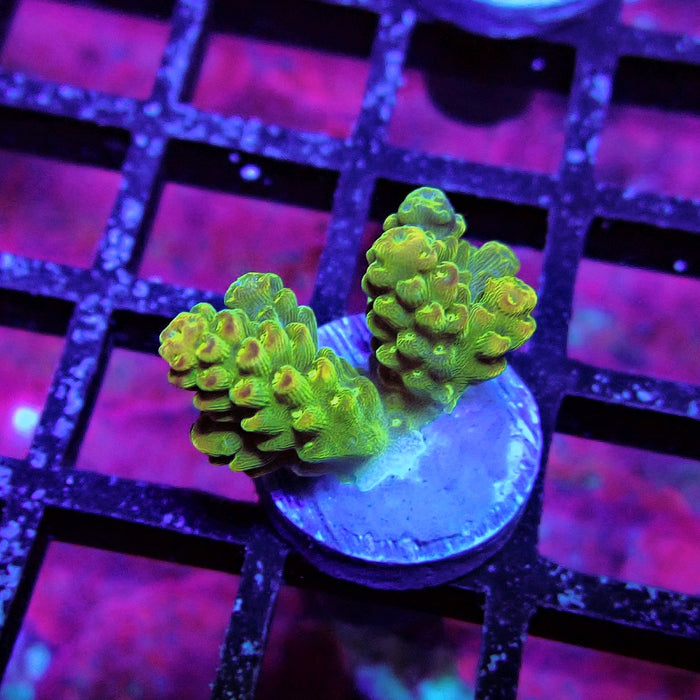 Orange Florida Acro