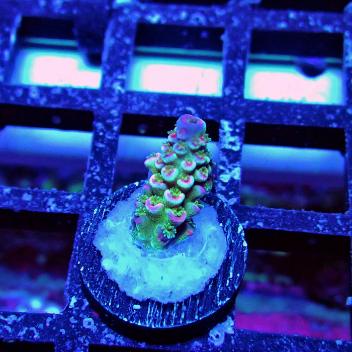 Blue Pink Scale Tenuis Acro