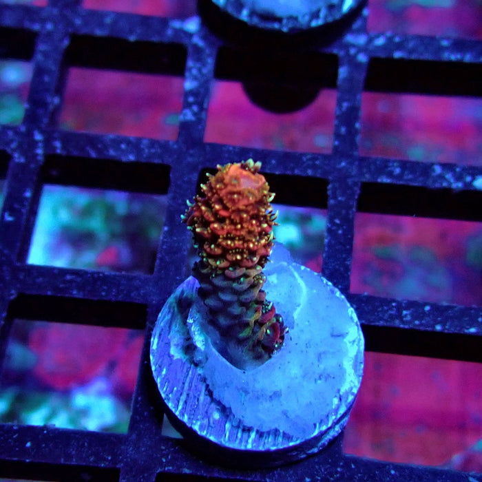 Pink Millepora Acro