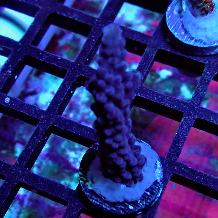 Purple Slimer Acro
