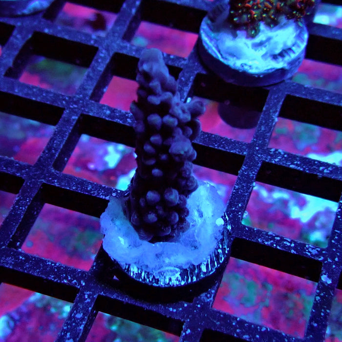 Purple Slimer Acro