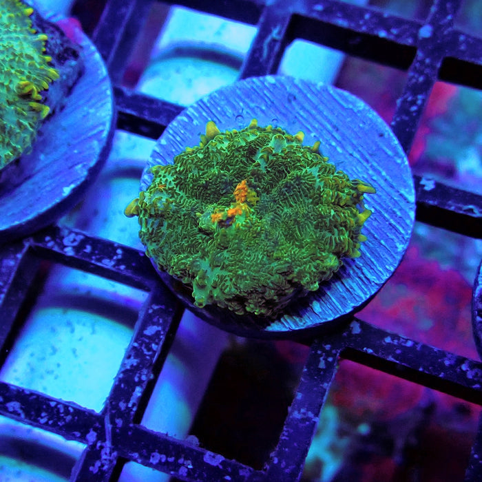 Bubble Orange Mouth Mushroom