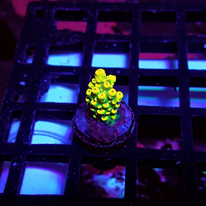 Super Yellow Pikachu Acro