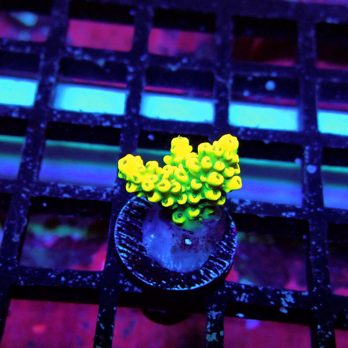 Super Yellow Pikachu Acro