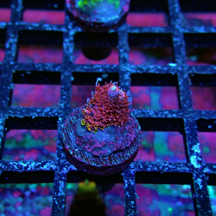 Pink Millepora Acro